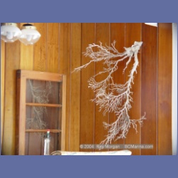 2003_1876_Houghton_Woodlot_Mereworth_Sound.html