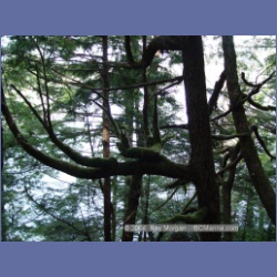 2003_1881_Houghton_Woodlot_Mereworth_Sound.html