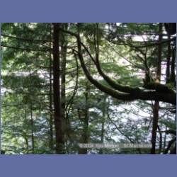 2003_1882_Houghton_Woodlot_Mereworth_Sound.html