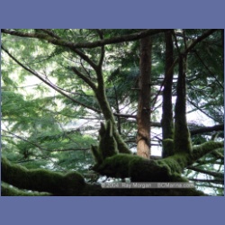 2003_1883_Houghton_Woodlot_Mereworth_Sound.html