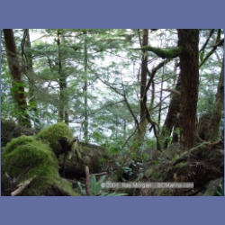 2003_1884_Houghton_Woodlot_Mereworth_Sound.html