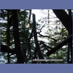 2003_1885_Houghton_Woodlot_Mereworth_Sound.html