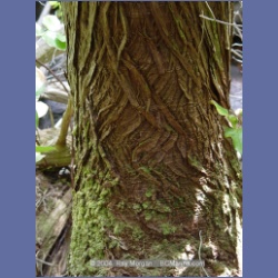 2003_1888_Houghton_Woodlot_Mereworth_Sound.html