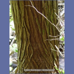 2003_1889_Houghton_Woodlot_Mereworth_Sound.html