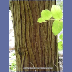 2003_1890_Houghton_Woodlot_Mereworth_Sound.html