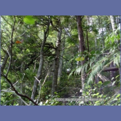 2003_1892_Houghton_Woodlot_Mereworth_Sound.html