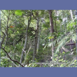 2003_1893_Houghton_Woodlot_Mereworth_Sound.html