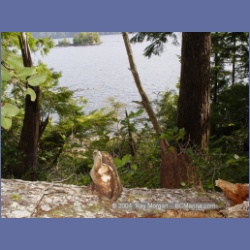 2003_1898_Houghton_Woodlot_Mereworth_Sound.html