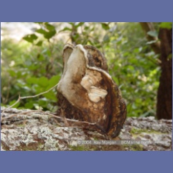 2003_1899_Houghton_Woodlot_Mereworth_Sound.html