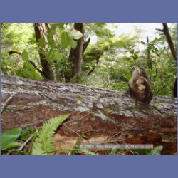 2003_1900_Houghton_Woodlot_Mereworth_Sound.html