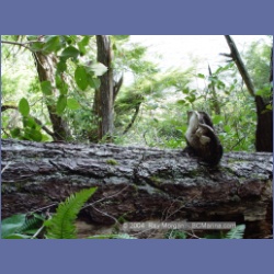 2003_1901_Houghton_Woodlot_Mereworth_Sound.html