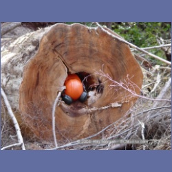 2003_1902_Houghton_Woodlot_Mereworth_Sound.html
