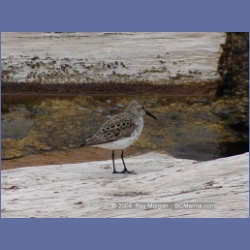 2003_1907_Houghton_Woodlot_Mereworth_Sound.html