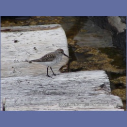2003_1908_Houghton_Woodlot_Mereworth_Sound.html