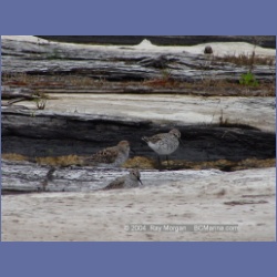 2003_1909_Houghton_Woodlot_Mereworth_Sound.html