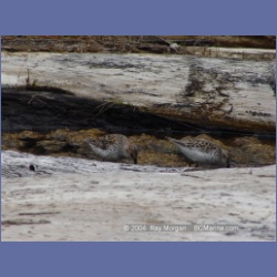 2003_1910_Houghton_Woodlot_Mereworth_Sound.html