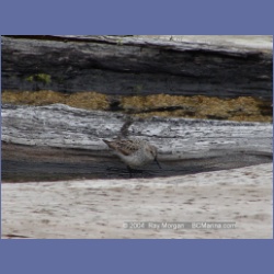 2003_1911_Houghton_Woodlot_Mereworth_Sound.html
