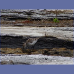2003_1912_Houghton_Woodlot_Mereworth_Sound.html