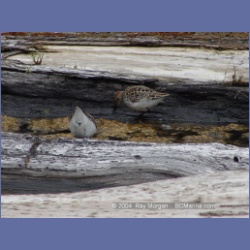2003_1913_Houghton_Woodlot_Mereworth_Sound.html