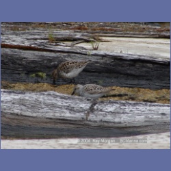 2003_1914_Houghton_Woodlot_Mereworth_Sound.html