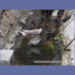 2003_1915_Houghton_Woodlot_Mereworth_Sound.html