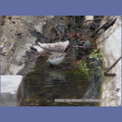2003_1916_Houghton_Woodlot_Mereworth_Sound.html
