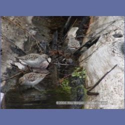 2003_1917_Houghton_Woodlot_Mereworth_Sound.html
