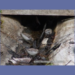 2003_1918_Houghton_Woodlot_Mereworth_Sound.html