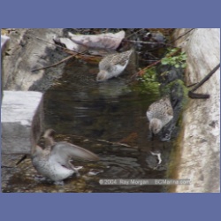 2003_1920_Houghton_Woodlot_Mereworth_Sound.html