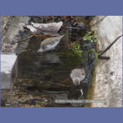 2003_1921_Houghton_Woodlot_Mereworth_Sound.html