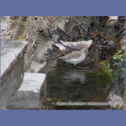 2003_1922_Houghton_Woodlot_Mereworth_Sound.html