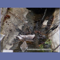 2003_1923_Houghton_Woodlot_Mereworth_Sound.html
