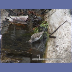 2003_1924_Houghton_Woodlot_Mereworth_Sound.html