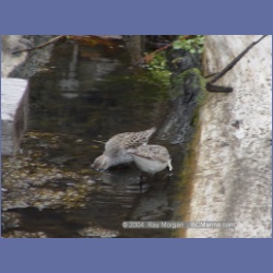 2003_1925_Houghton_Woodlot_Mereworth_Sound.html