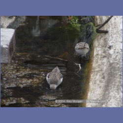 2003_1926_Houghton_Woodlot_Mereworth_Sound.html
