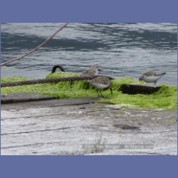 2003_1927_Houghton_Woodlot_Mereworth_Sound.html