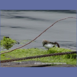 2003_1931_Houghton_Woodlot_Mereworth_Sound.html