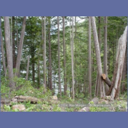 2003_1939_Houghton_Woodlot_Mereworth_Sound.html