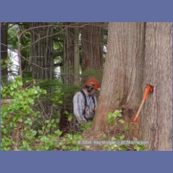 2003_1940_Houghton_Woodlot_Mereworth_Sound.html