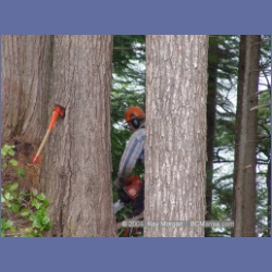 2003_1941_Houghton_Woodlot_Mereworth_Sound.html