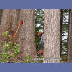 2003_1942_Houghton_Woodlot_Mereworth_Sound.html