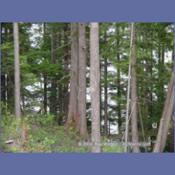 2003_1943_Houghton_Woodlot_Mereworth_Sound.html