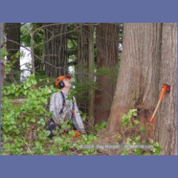 2003_1944_Houghton_Woodlot_Mereworth_Sound.html