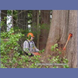 2003_1945_Houghton_Woodlot_Mereworth_Sound.html