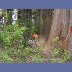 2003_1946_Houghton_Woodlot_Mereworth_Sound.html