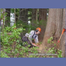 2003_1947_Houghton_Woodlot_Mereworth_Sound.html