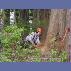 2003_1948_Houghton_Woodlot_Mereworth_Sound.html