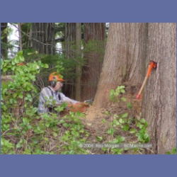 2003_1949_Houghton_Woodlot_Mereworth_Sound.html