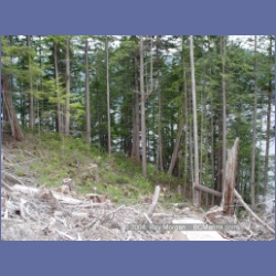 2003_1950_Houghton_Woodlot_Mereworth_Sound.html