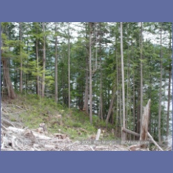 2003_1951_Houghton_Woodlot_Mereworth_Sound.html